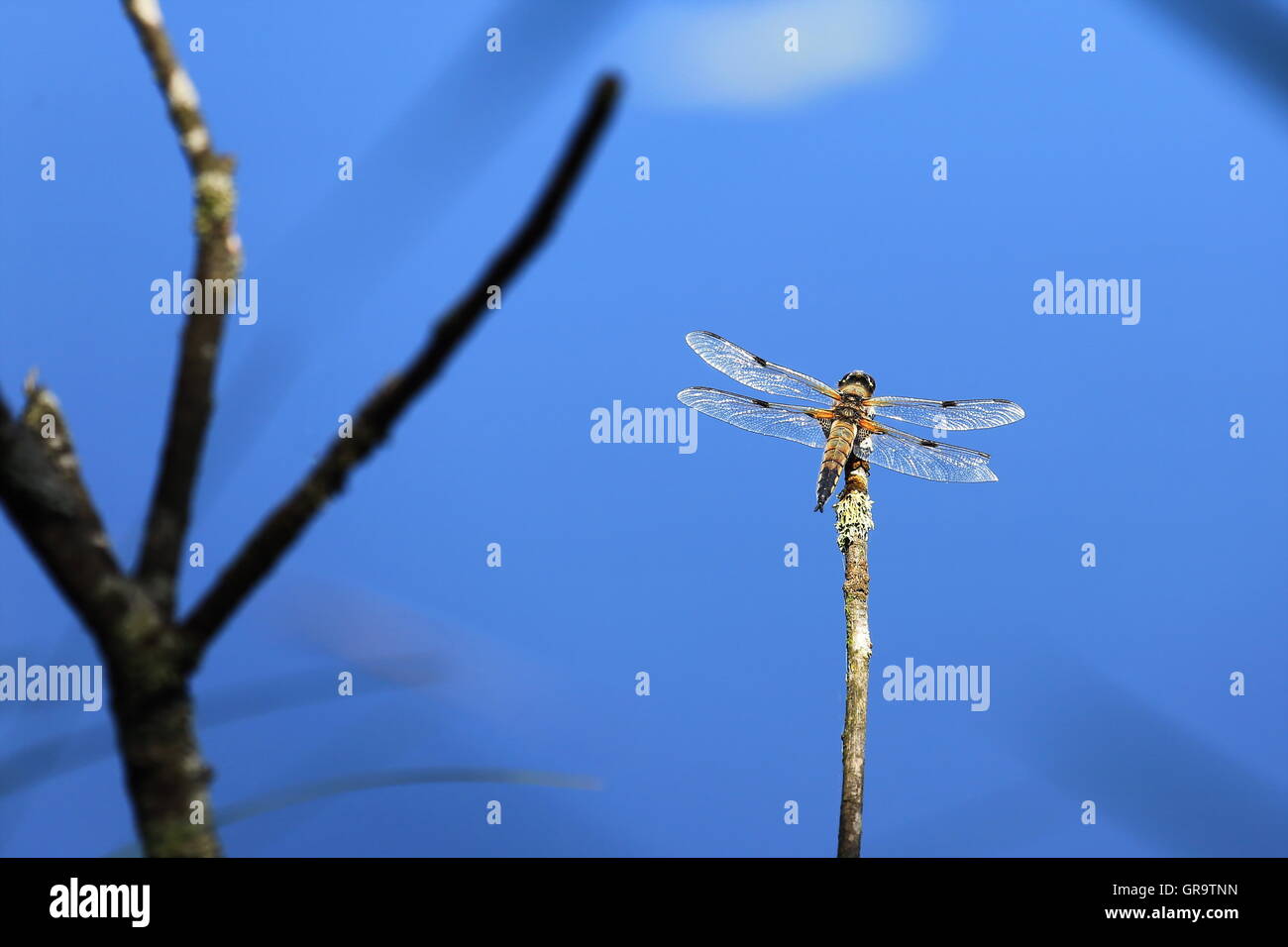 Dragon-Fly Foto Stock