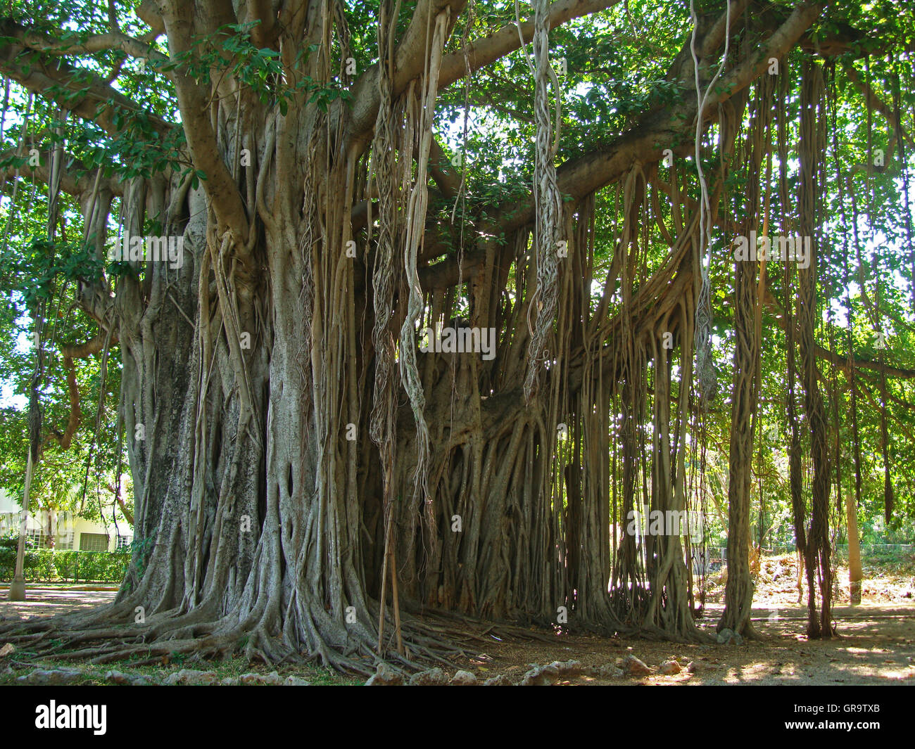 Grande albero di Ficus in Havana, Cuba Foto Stock