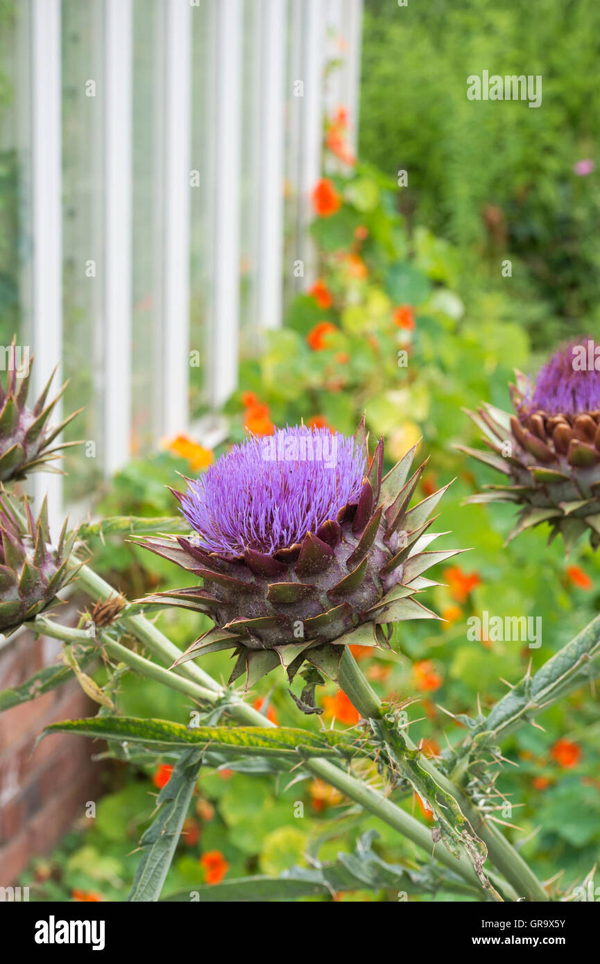 Cynara scolymus. Globo fiore di carciofo in un giardino. Foto Stock