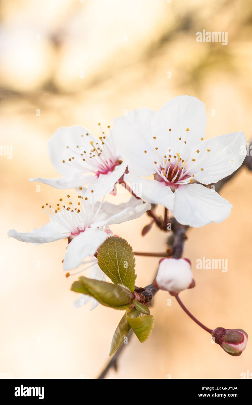 Fiore di Ciliegio frutto fiorirà Prunus avium Foto Stock