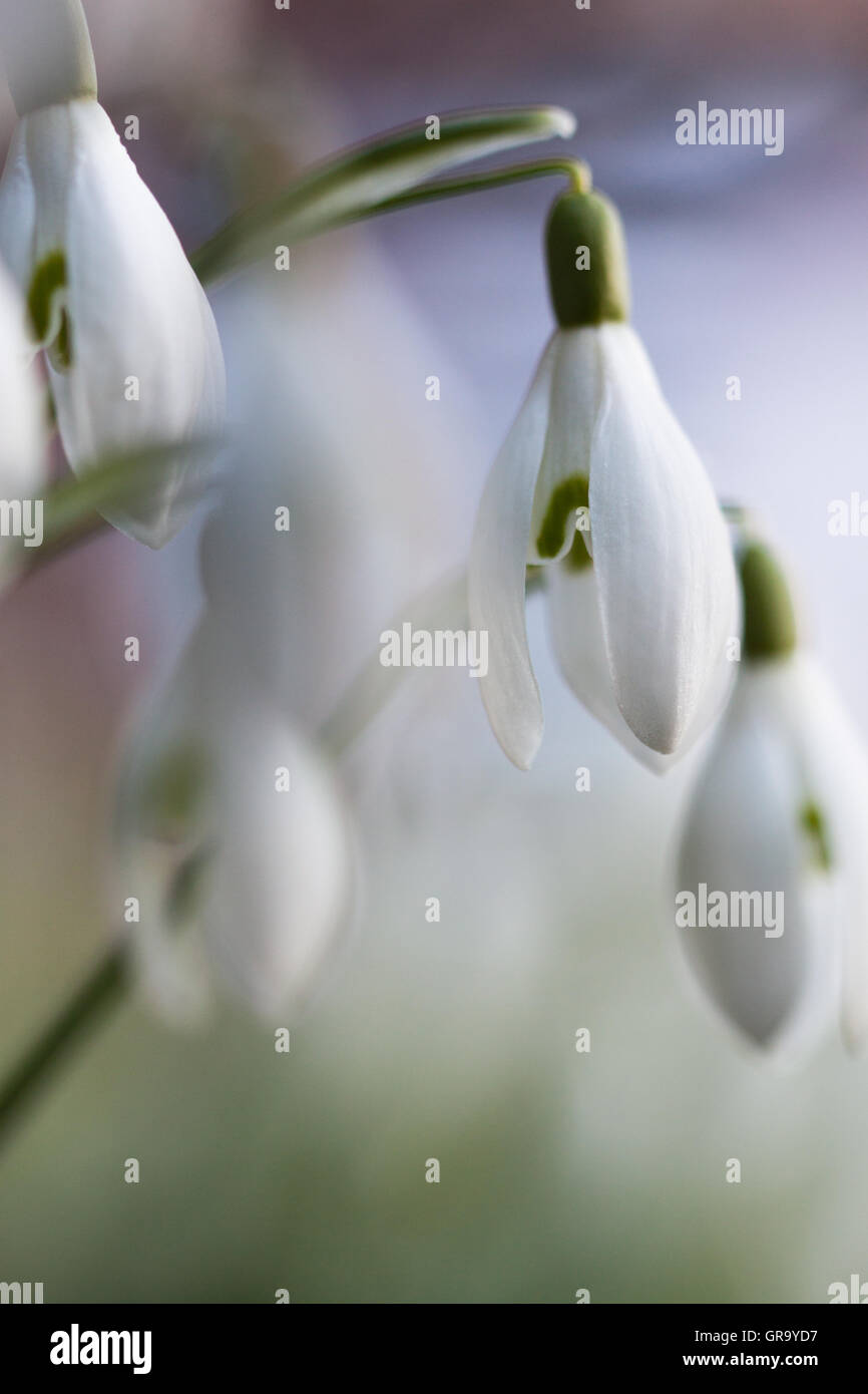 Galanthus nivalis Foto Stock