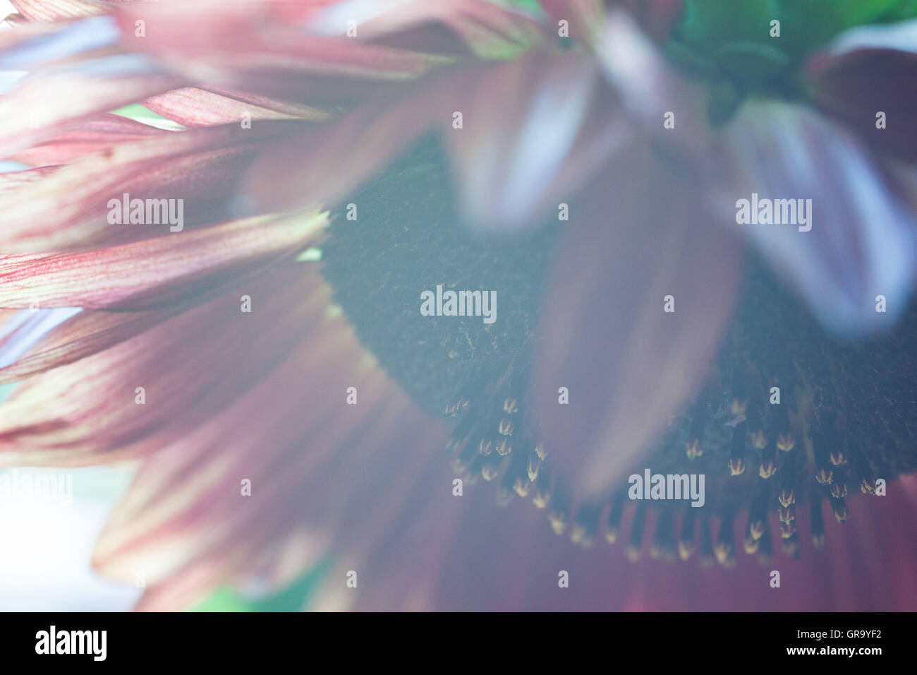 Girasole Helianthus annuus Foto Stock