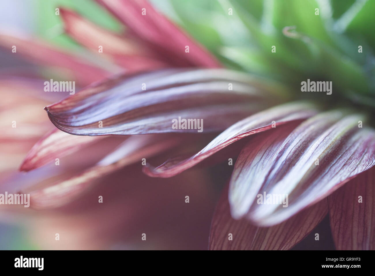 Girasole Helianthus annuus Foto Stock