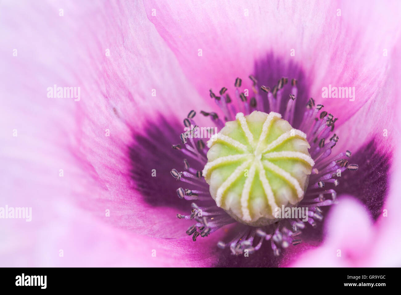 Papaver somniferum Foto Stock