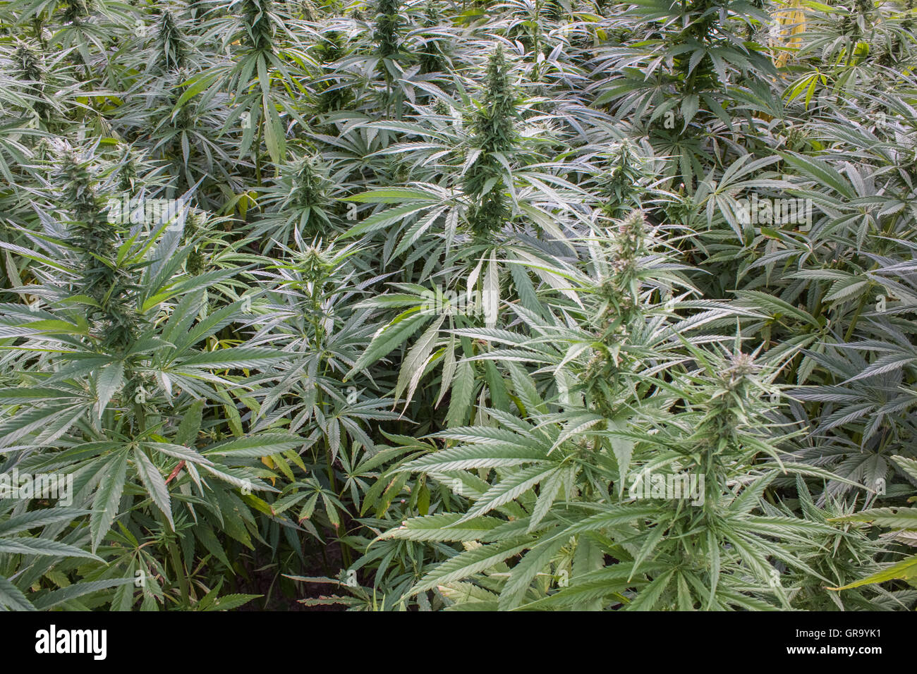 Campo di canapa Foto Stock