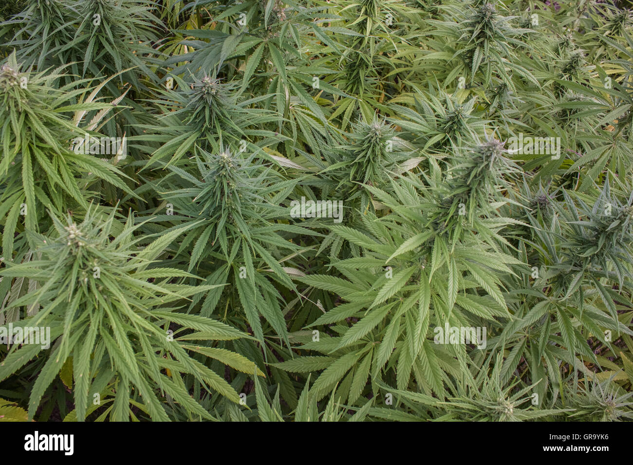 Campo di canapa Foto Stock