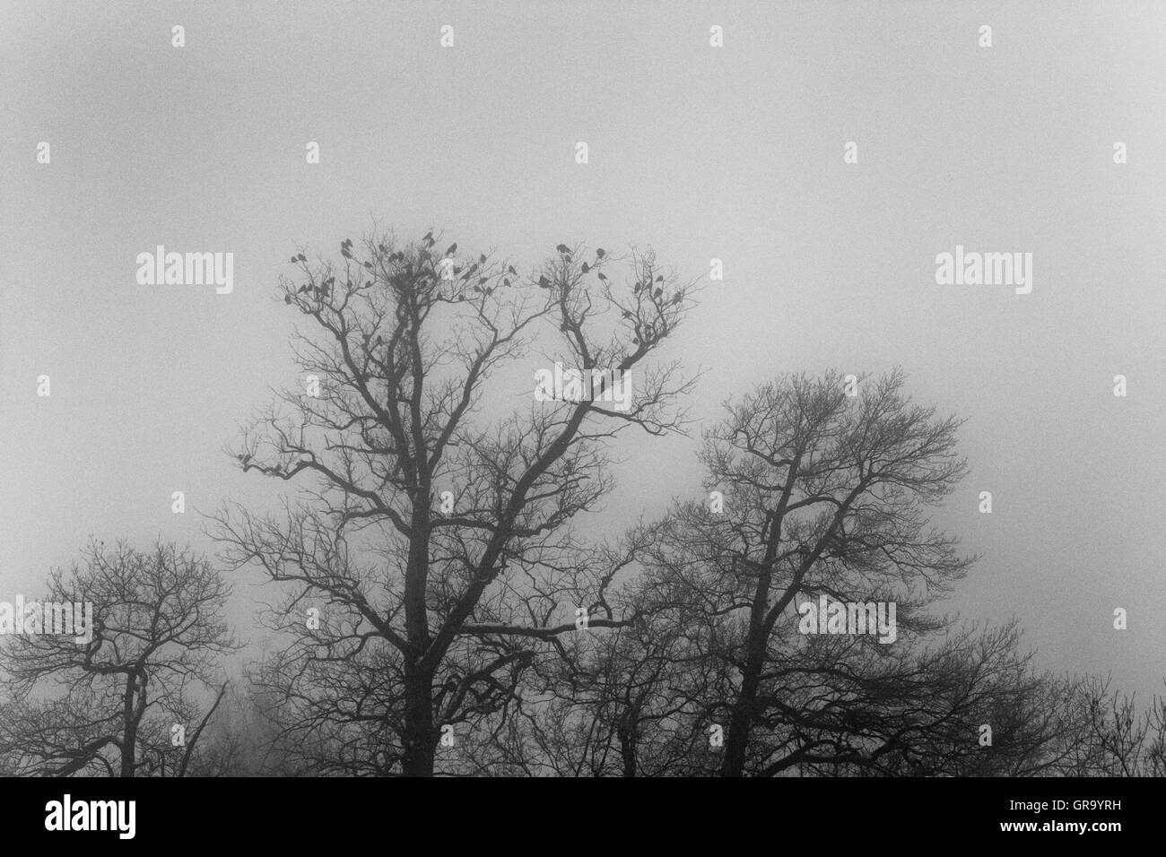 Gli uccelli nella nebbia Foto Stock