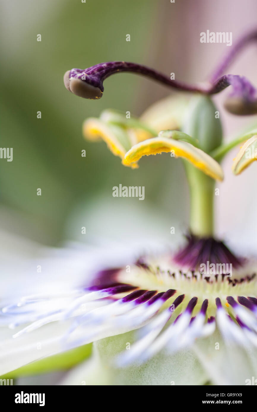 Passiflora Caerulea Foto Stock