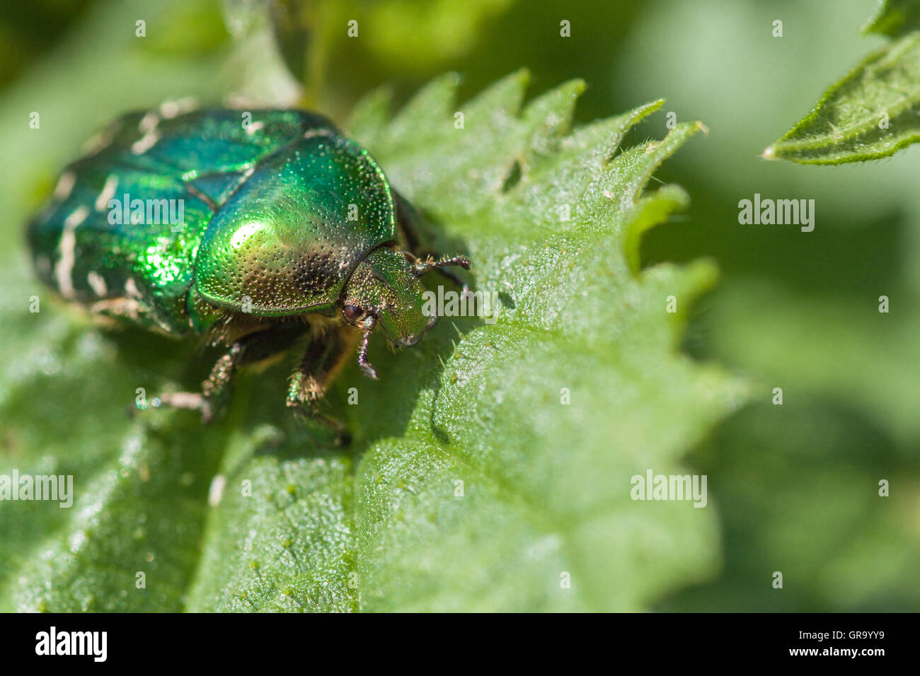 Cetonia Aurata Foto Stock