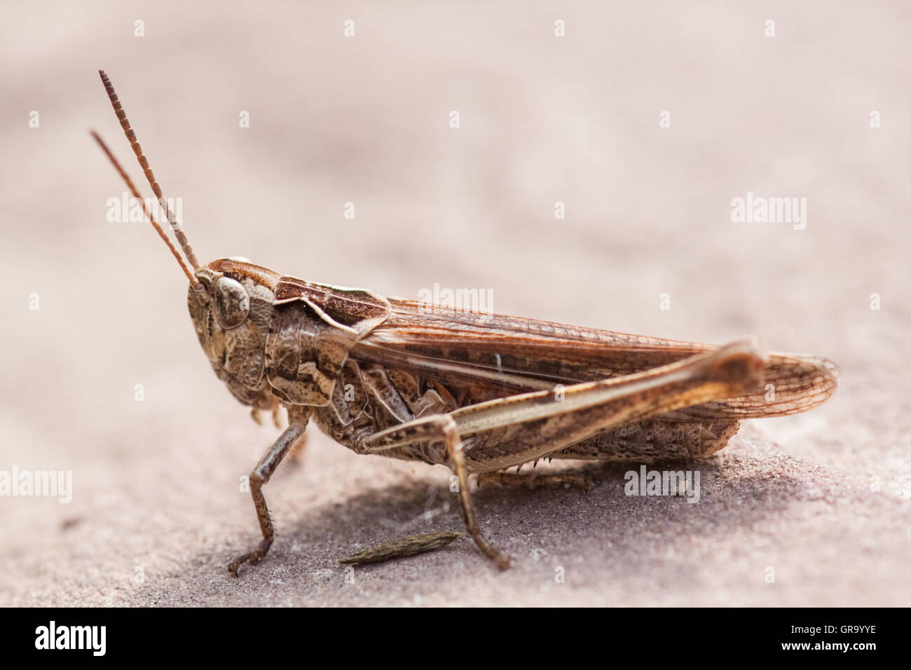 Chorthippus Biguttulus Foto Stock