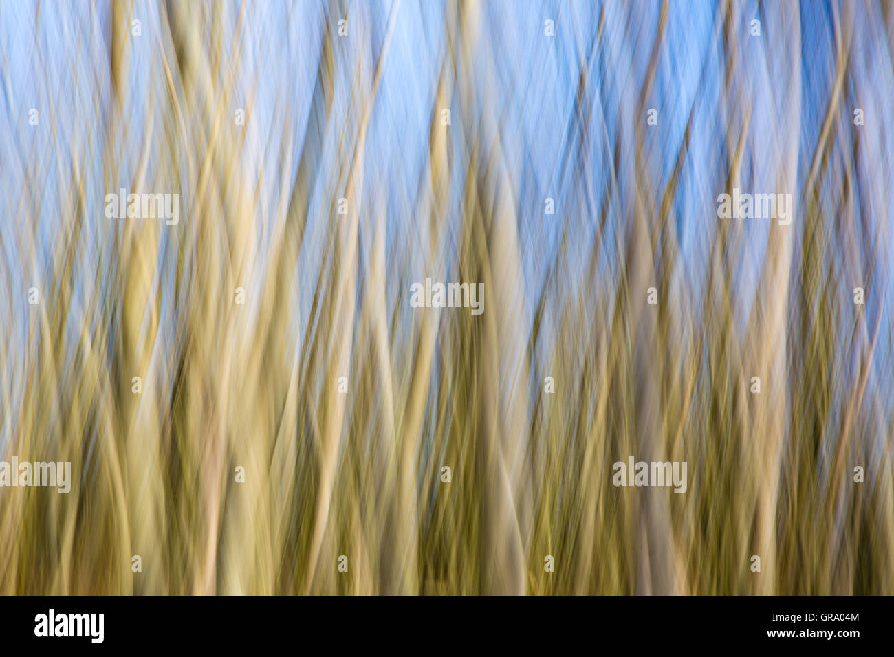 Astratto foto artistiche di alberi e cielo Foto Stock