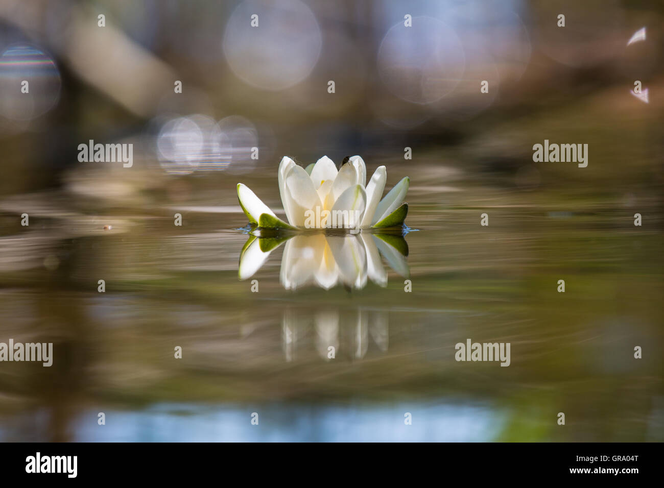 Foto artistiche di un acqua Lilly Blossom sull'acqua Foto Stock