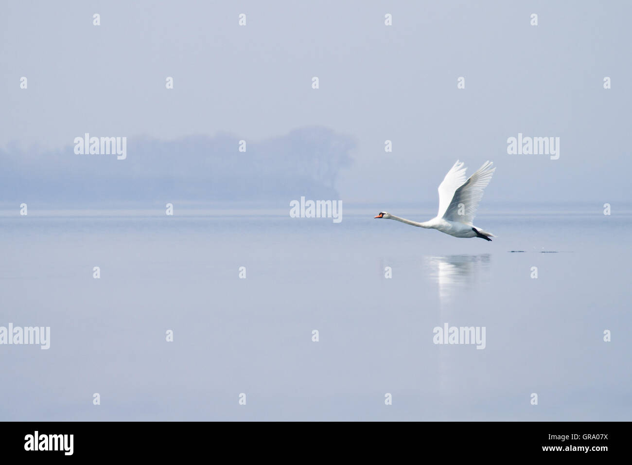 Swan è volare su acqua piatta Foto Stock