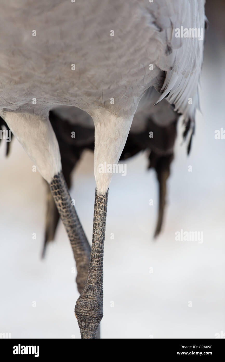 Le gambe di un comune gru in dettaglio Foto Stock