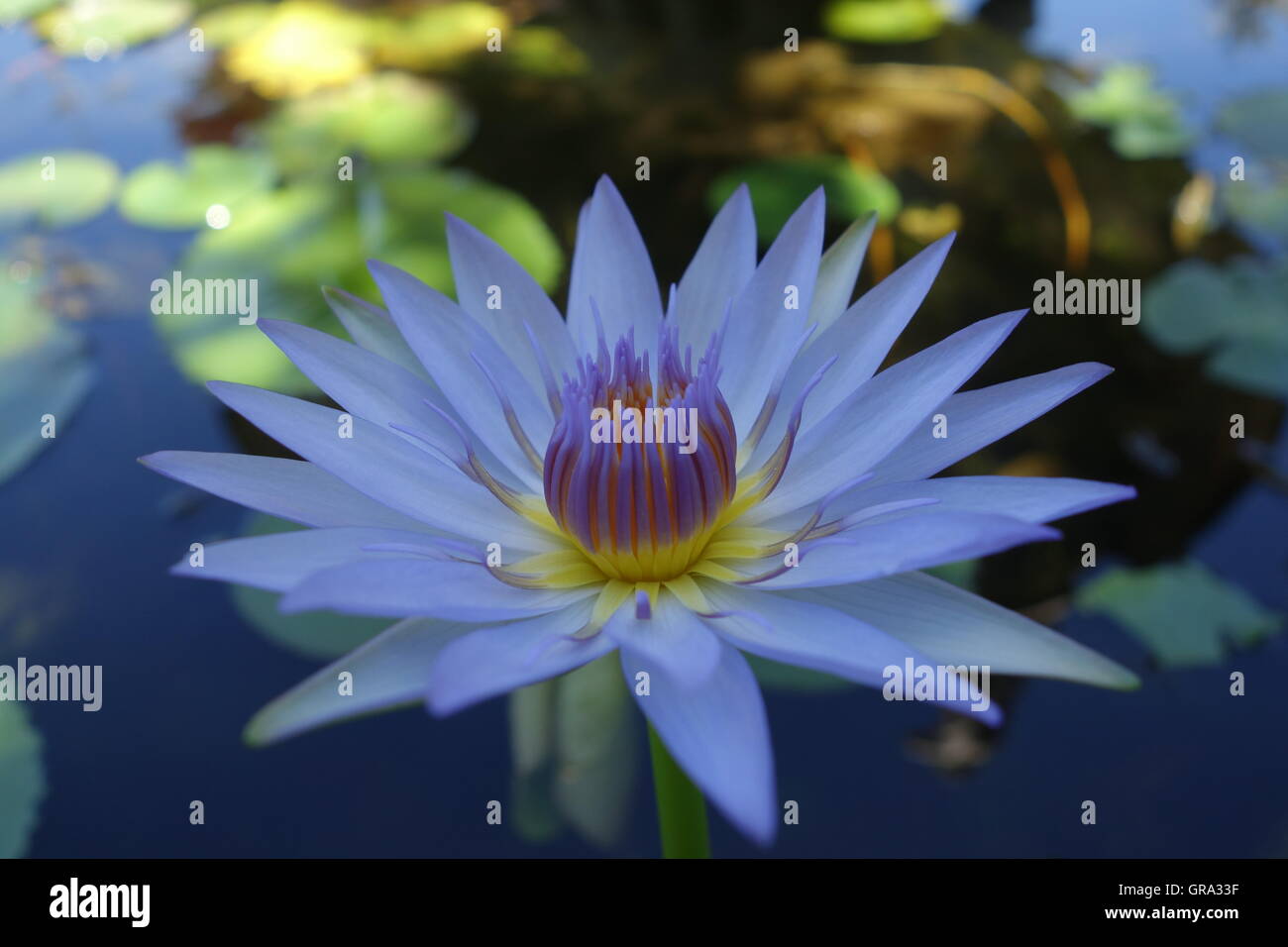 Fiore di loto blu immagini e fotografie stock ad alta risoluzione - Alamy