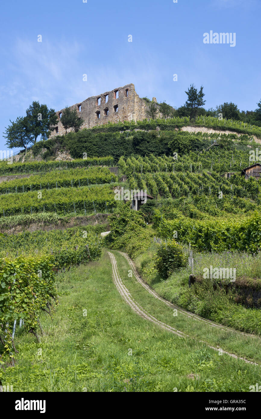 Burg Staufen, le rovine del castello, Staufen im Breisgau, Foresta Nera, Baden-Württemberg, Germania, Europa Foto Stock