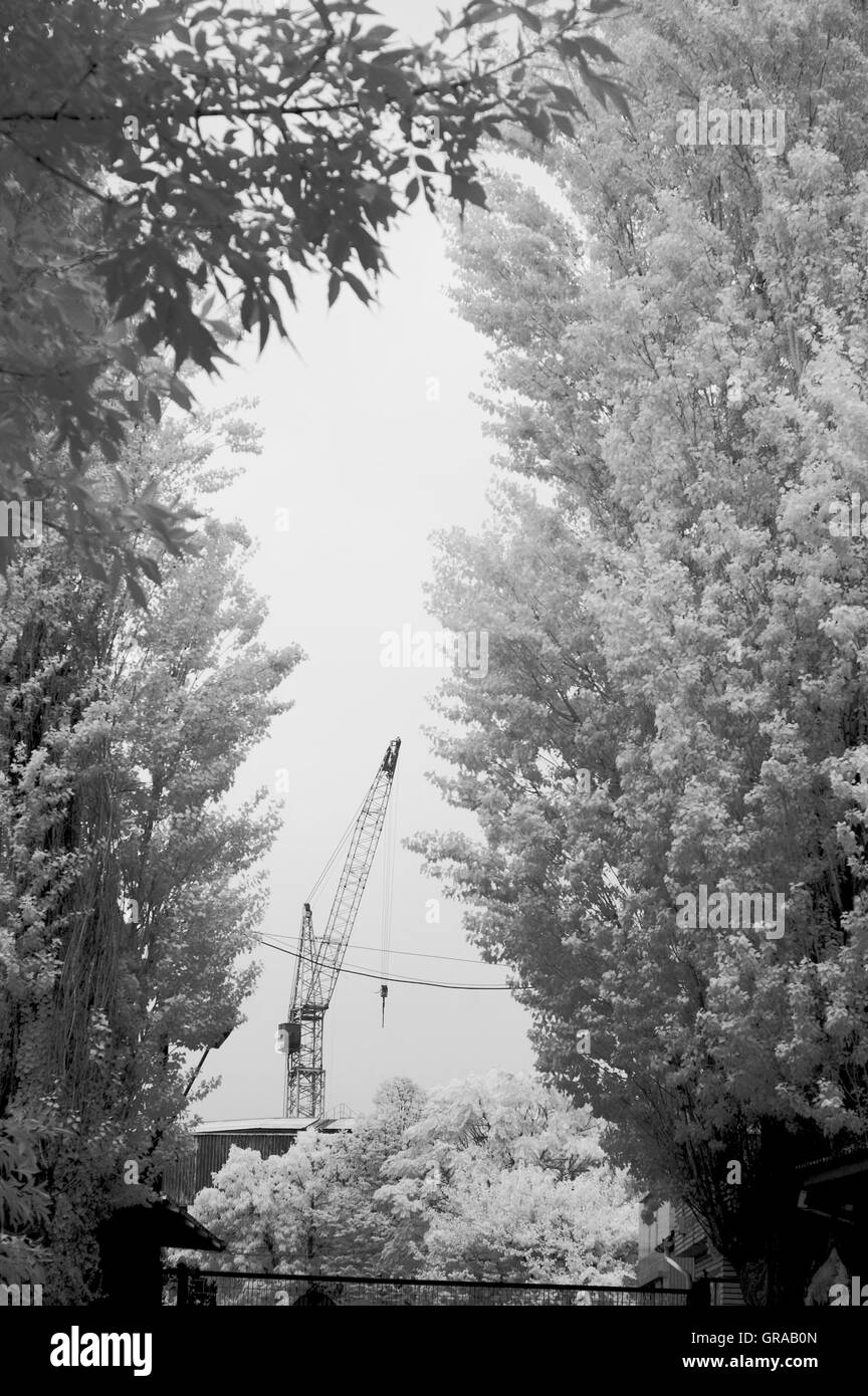 Il paesaggio del parco cittadino, fotografia a raggi infrarossi. Foto Stock