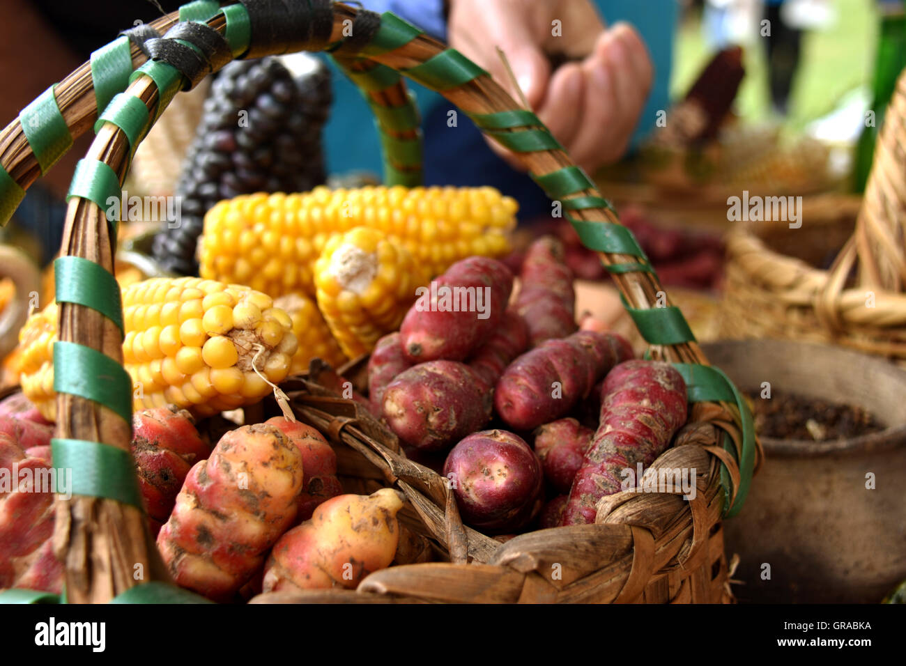 Porpora e giallo le pannocchie di mais e patate in un cestello Foto Stock