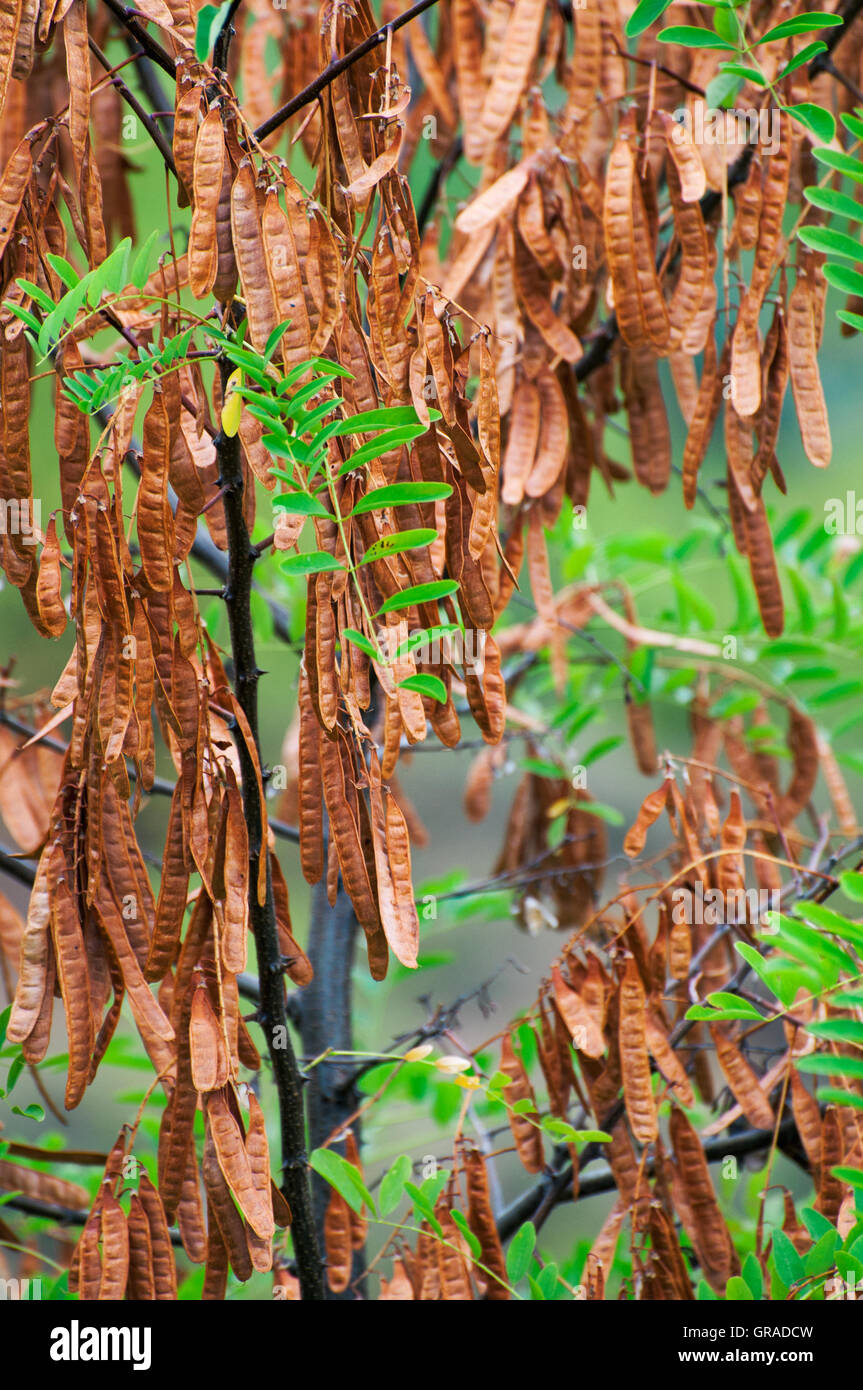 Robinia semi appesi e secca in modo che il seme nero cadere. Robinia capsule di seme. Foto Stock