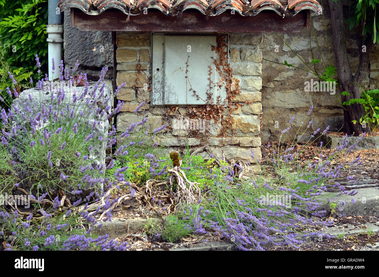 Piccola casa circondata da piante di lavanda in Francia Foto Stock