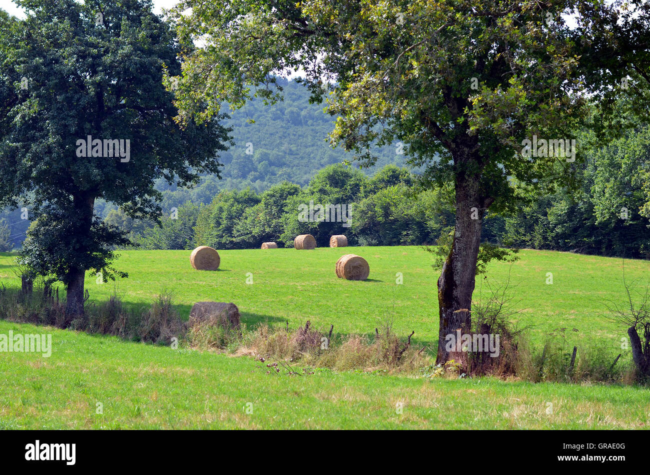 Haystacks su highland pascoli nelle Alpi francesi, estate Foto Stock