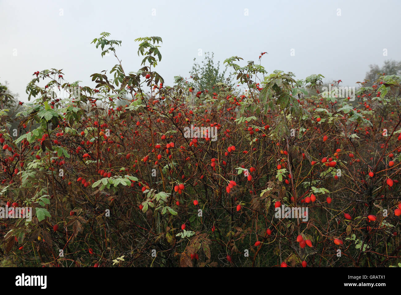 Campo nella nebbia di mattina presto in inizio autunno con la rugiada sull'erba e cespugli di rosa canina. Foto Stock