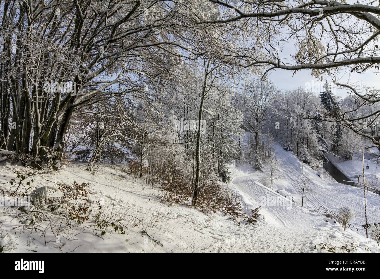 Foresta di inverno in Franconia Foto Stock