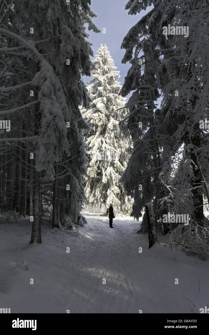 Passeggiata invernale tra alti pini Abete rosso Foto Stock