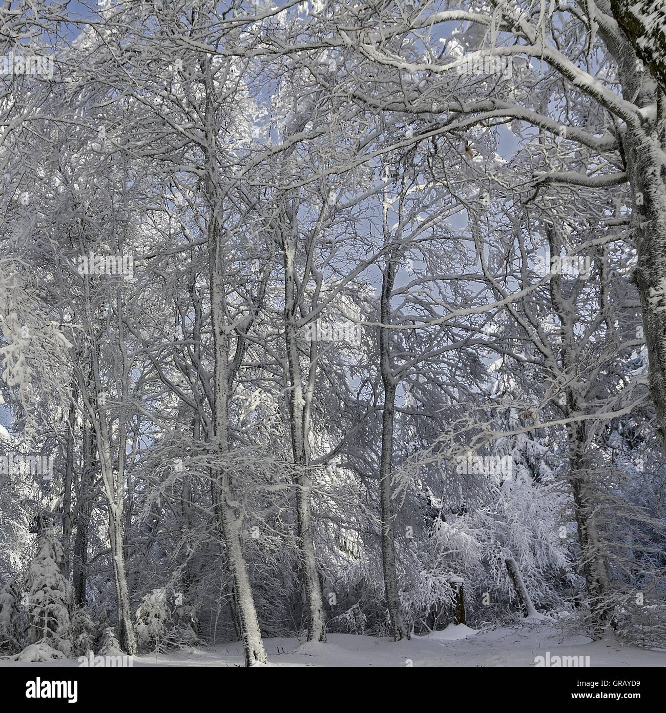 Delicato foresta invernale Foto Stock