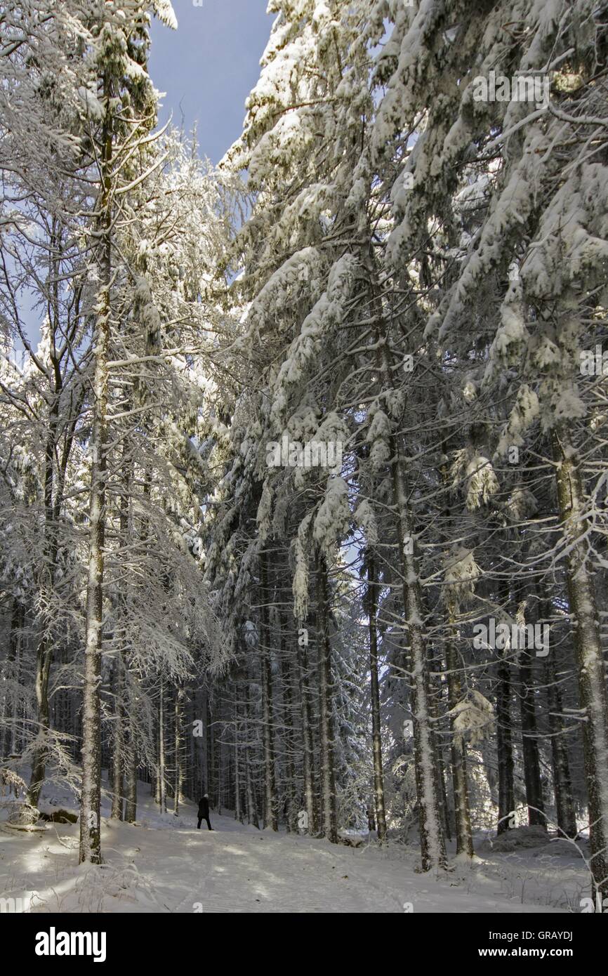 Passeggiata invernale tra alte conifere Foto Stock