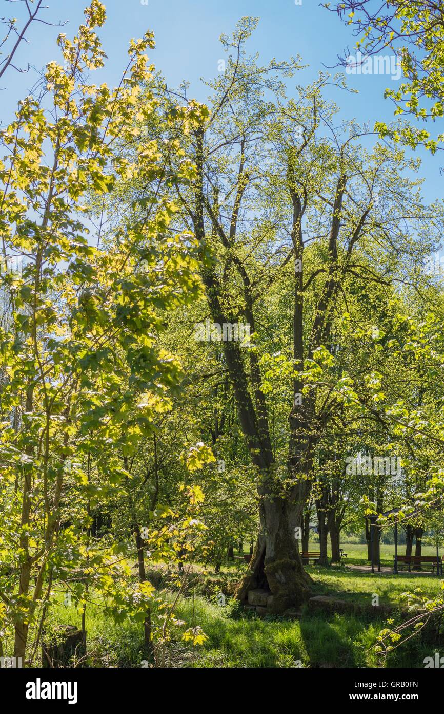 Più antico Lime Tree ex Baille-Maille Lime Avenue visto dal lato opposto delle principali Foto Stock