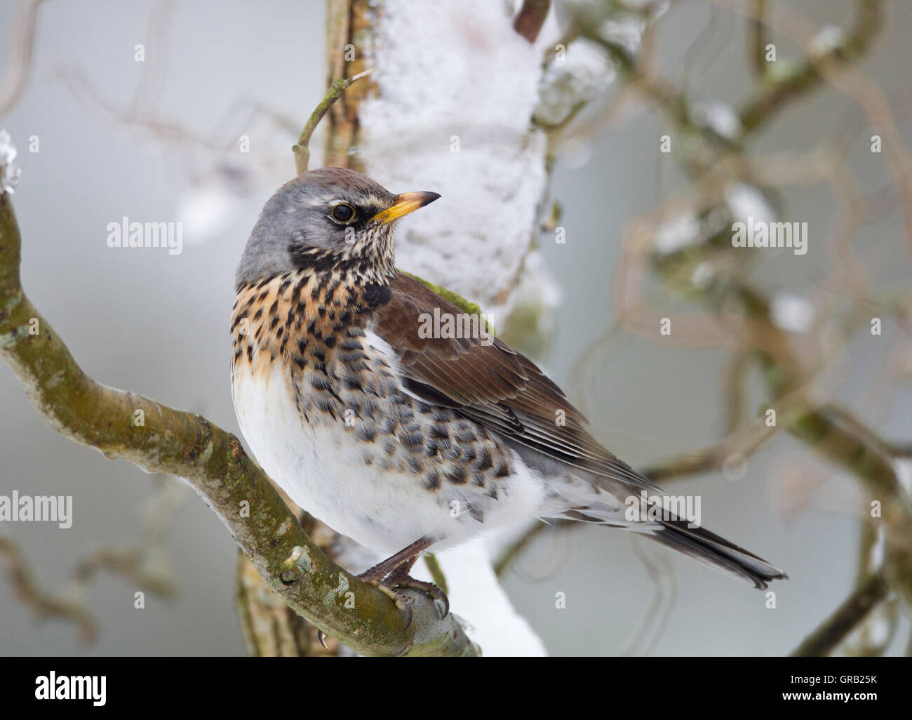 Allodole Cesene Beccacce Turdus pilaris in giardino in caso di gelo con  neve sul terreno Norfolk febbraio Foto stock - Alamy