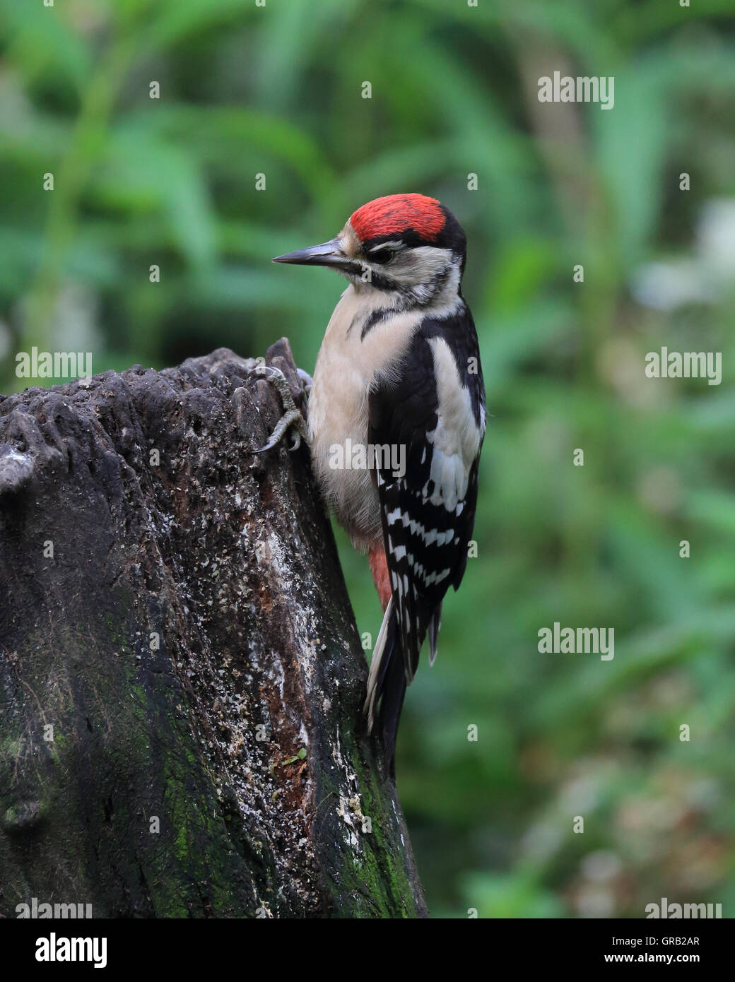 Un bambino Picchio rosso maggiore, noto anche come Picchio Rosso o semplicemente Picchio, su un ceppo di albero Foto Stock