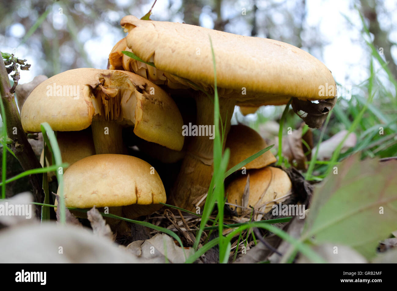 Un cluster di cap funghi sedersi nella foresta. Foto Stock