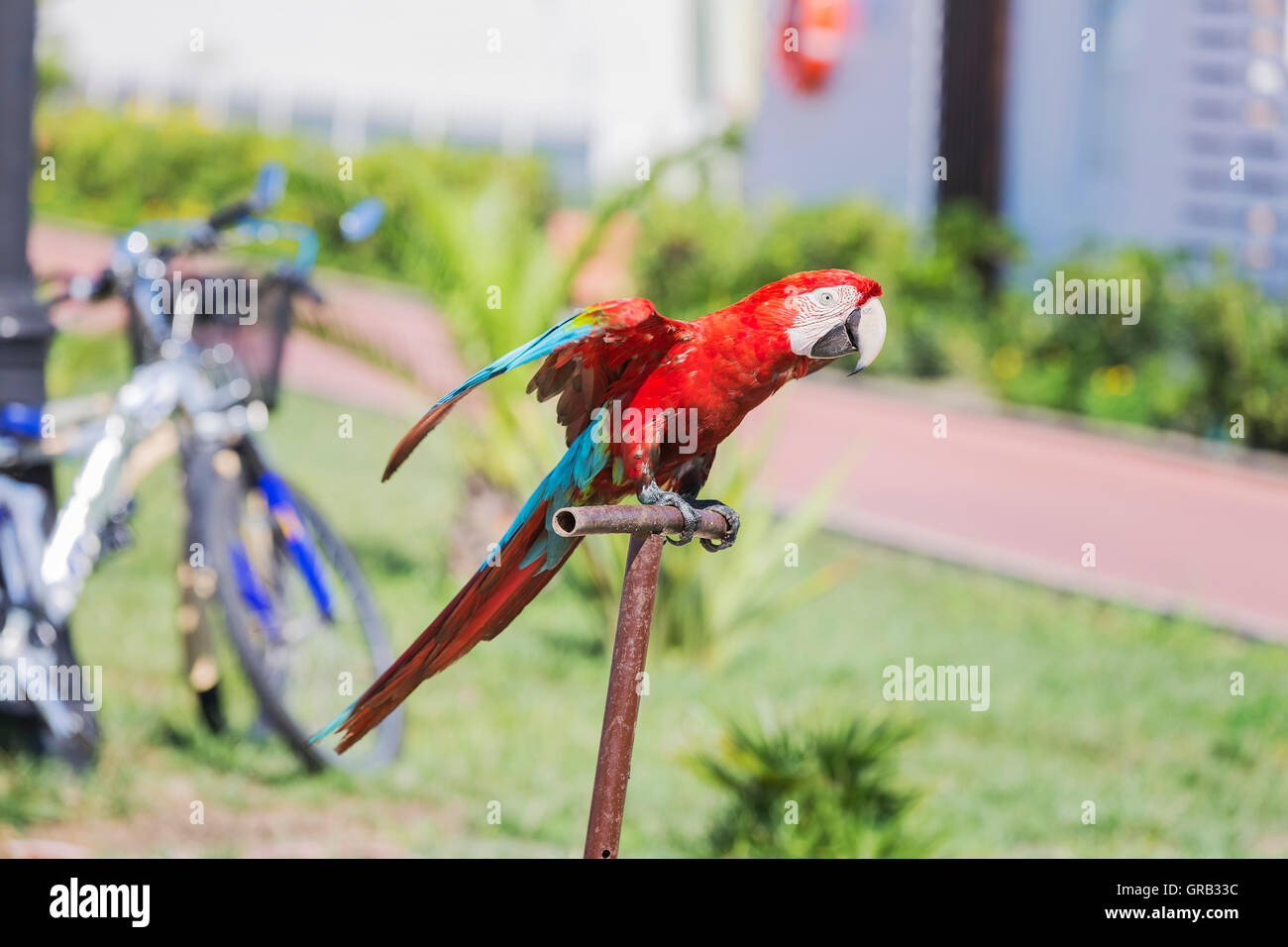Parrot promenade di Adler distretto, Sochi, sul russo il litorale del Mar Nero. Foto Stock