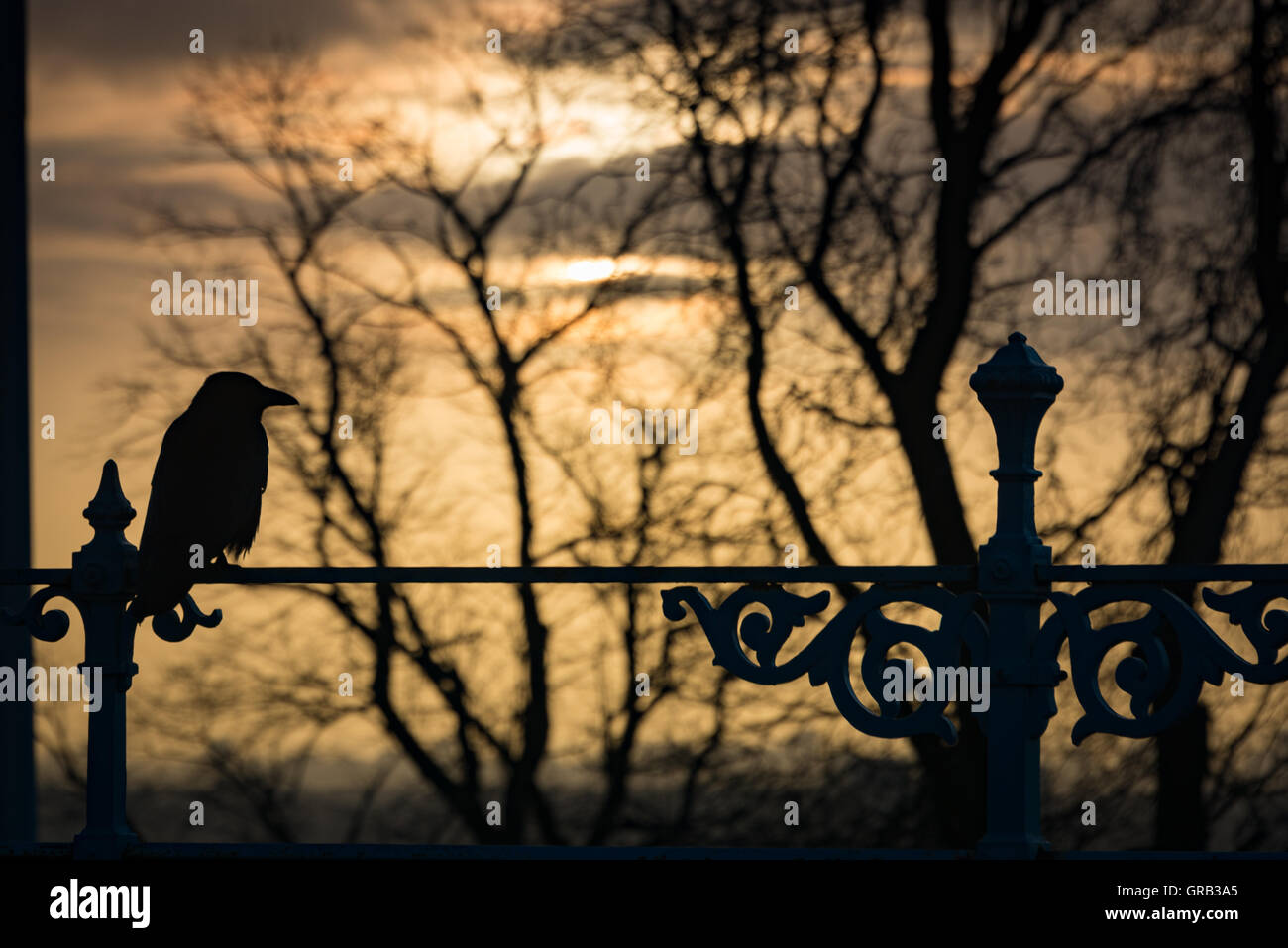 Un corvo silhouette a Alexandra Palace, London, Regno Unito Foto Stock