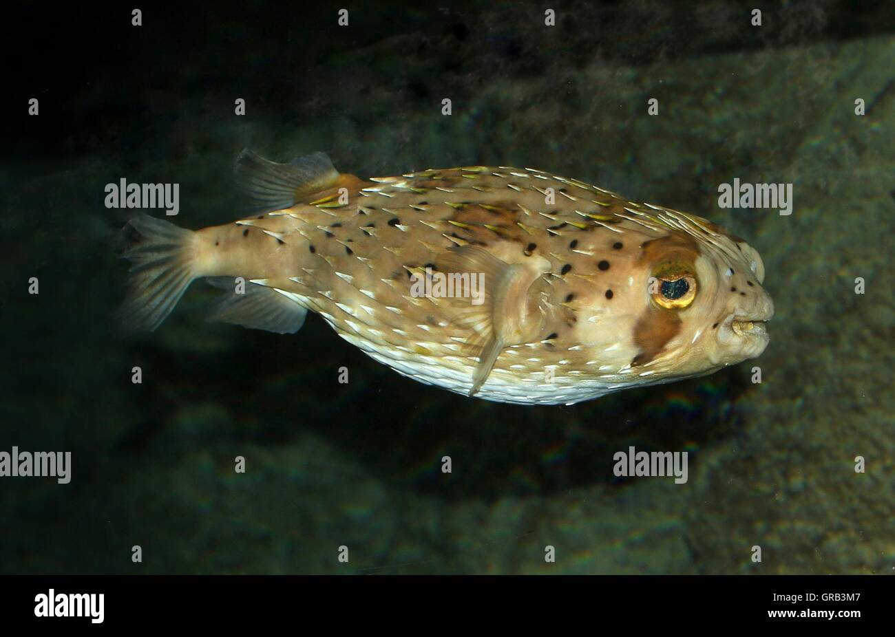 Lungo la colonna vertebrale (porcupinefish Diodon holocanthus) un tropicale balloonfish varietà Foto Stock