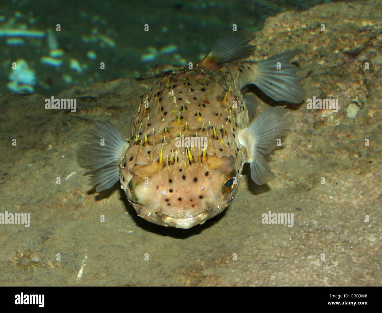 Lungo la colonna vertebrale (porcupinefish Diodon holocanthus) un tropicale balloonfish varietà Foto Stock