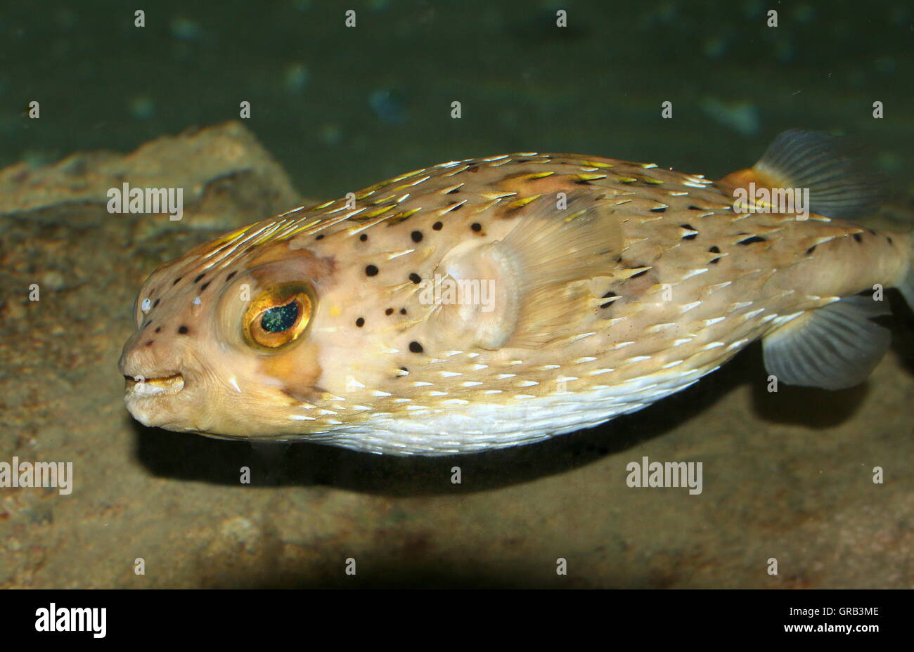 Lungo la colonna vertebrale (porcupinefish Diodon holocanthus) un tropicale balloonfish varietà Foto Stock