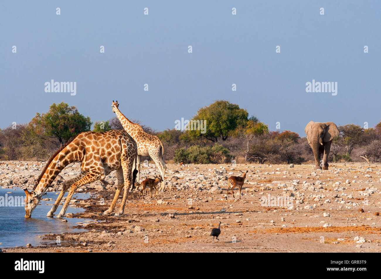 Gruppo di animali selvatici nei pressi di un fiume nel Parco Nazionale di Etosha, in Namibia; Concetto per i viaggi in Africa e safari Foto Stock