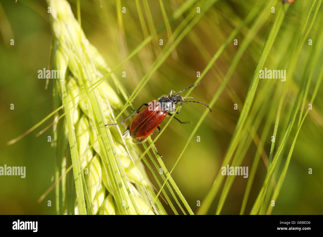 Beetle su un chiodo in un campo di grano Foto Stock