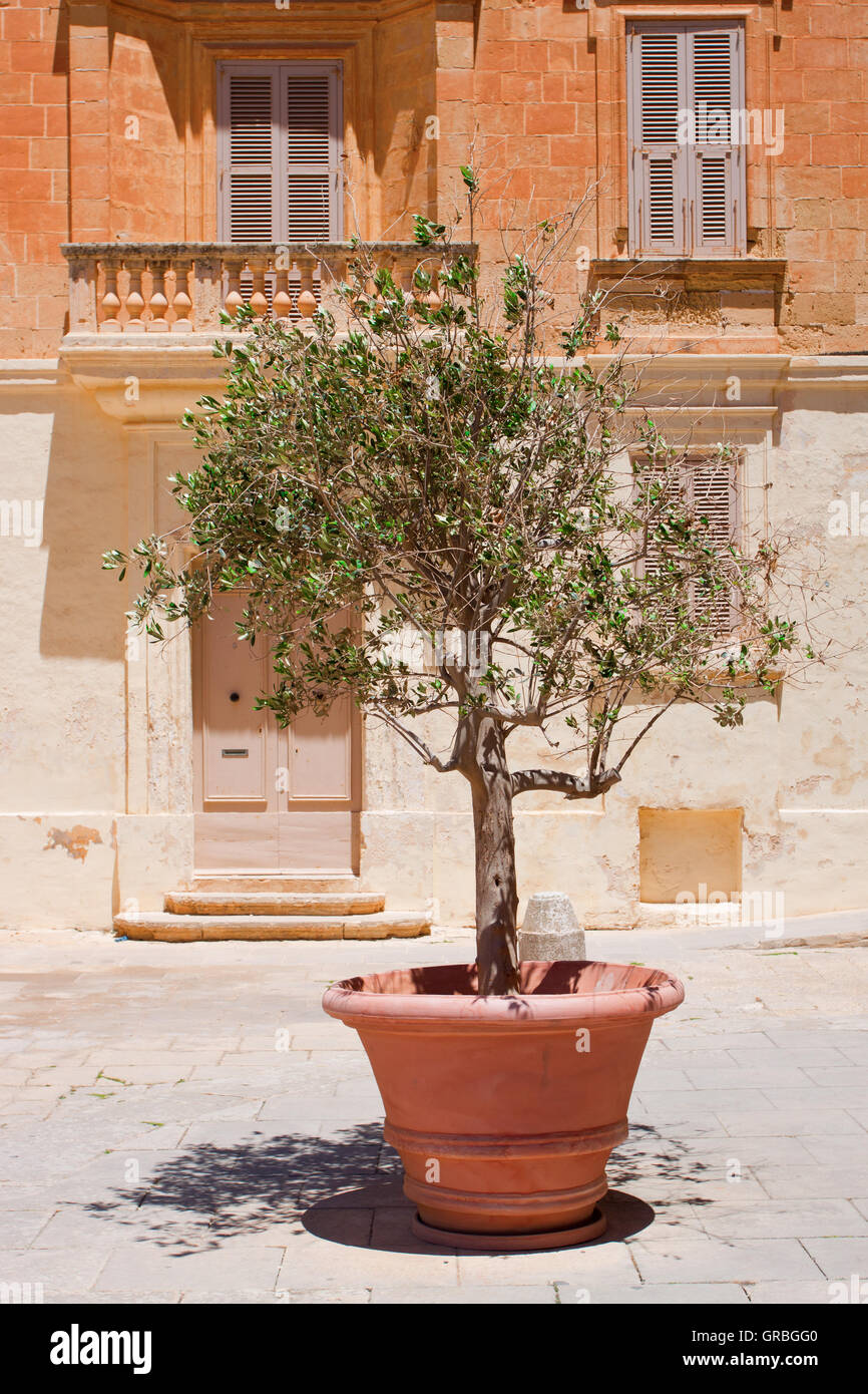 Olivo in vaso in terracotta Foto stock - Alamy