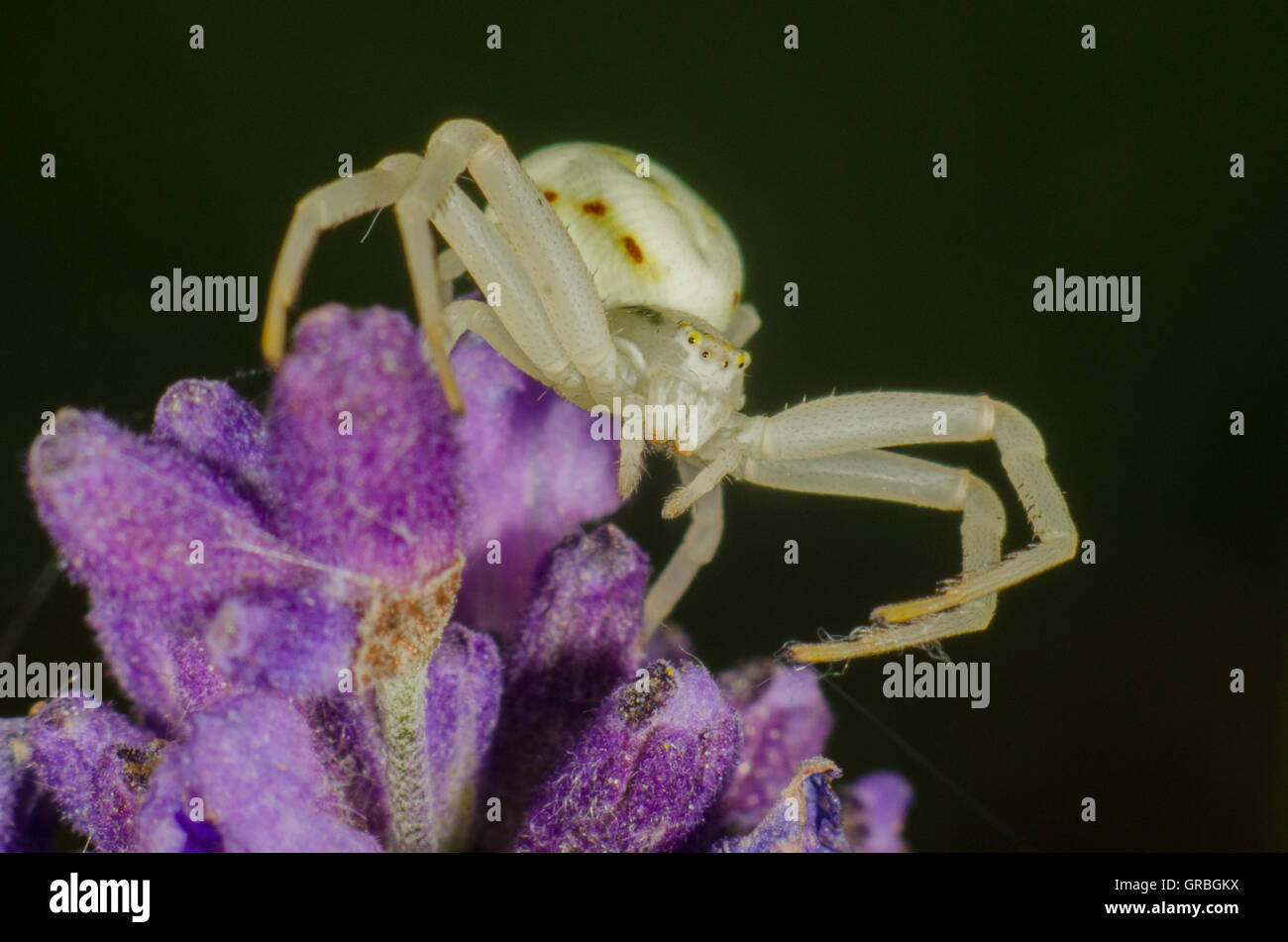 Bianco ragno granchio seduta su un fiore Foto Stock