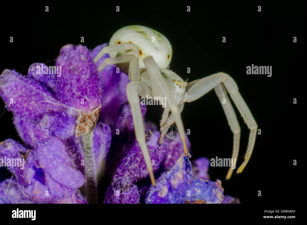 Bianco ragno granchio seduta su un fiore Foto Stock