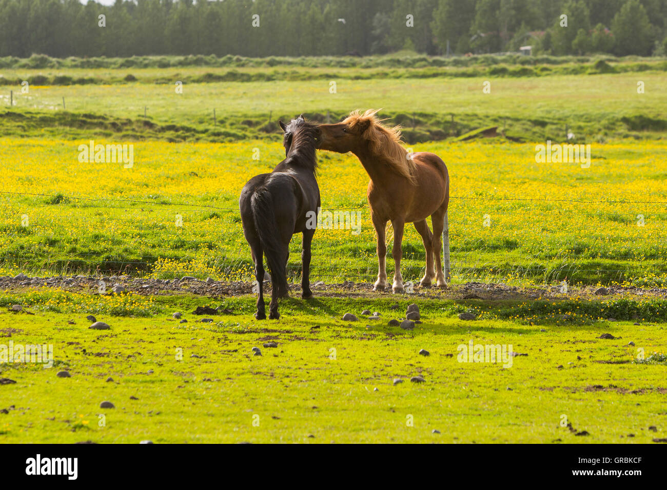 Cavalli islandesi Islanda, nel sud-ovest dell'Islanda, Golden Circle Tour, si è evoluta dal pony presi in Islanda in Foto Stock