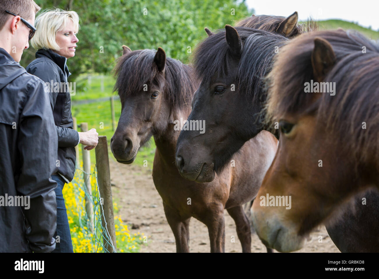 Turisti canadesi con cavalli islandesi vicino Hvolsvollur, Islanda, nel sud-ovest dell'Islanda, Golden Circle Tour, si è evoluta dal pony t Foto Stock