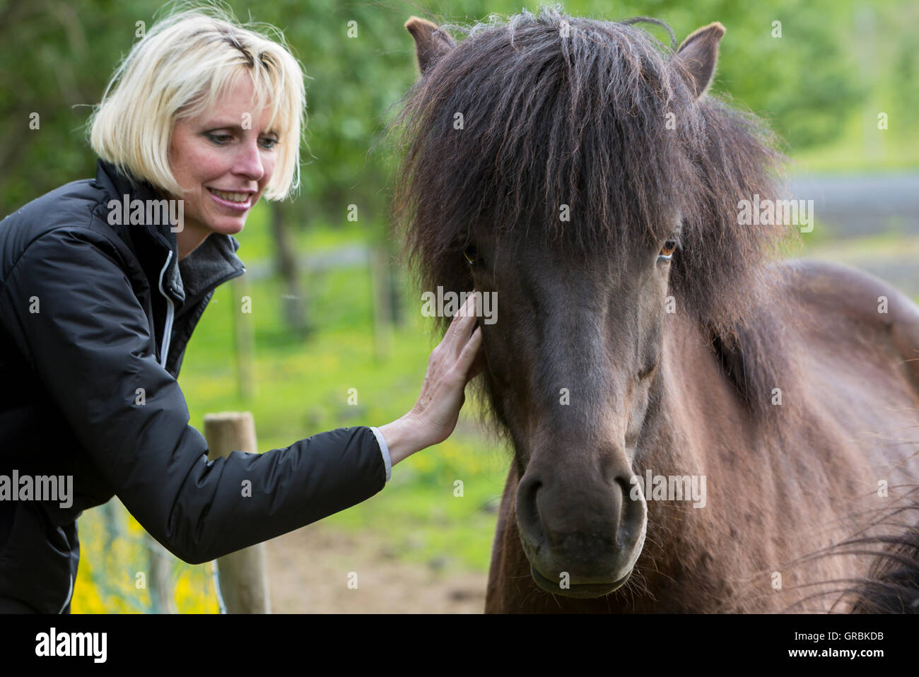 Turista canadese con cavalli islandesi vicino Hvolsvollur, Islanda, nel sud-ovest dell'Islanda, Golden Circle Tour, si è evoluta dal pony ta Foto Stock