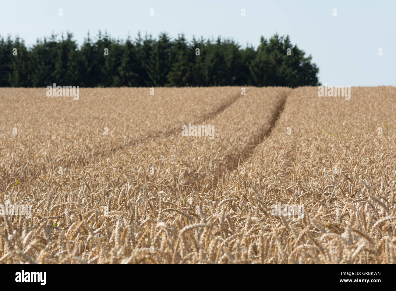 I cingoli del trattore attraverso il centro di una matura Cornfield Foto Stock