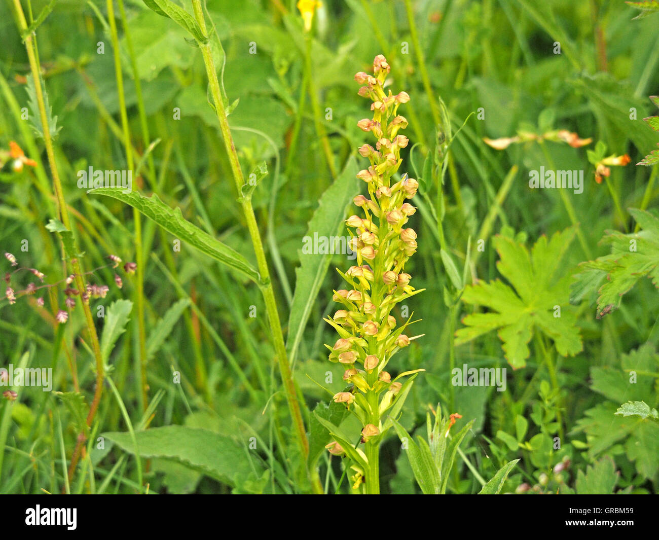 Picco di fioritura di orchidee di rana (Coeloglossum viride) in ricchi diverse strada erbosa orlo Foto Stock