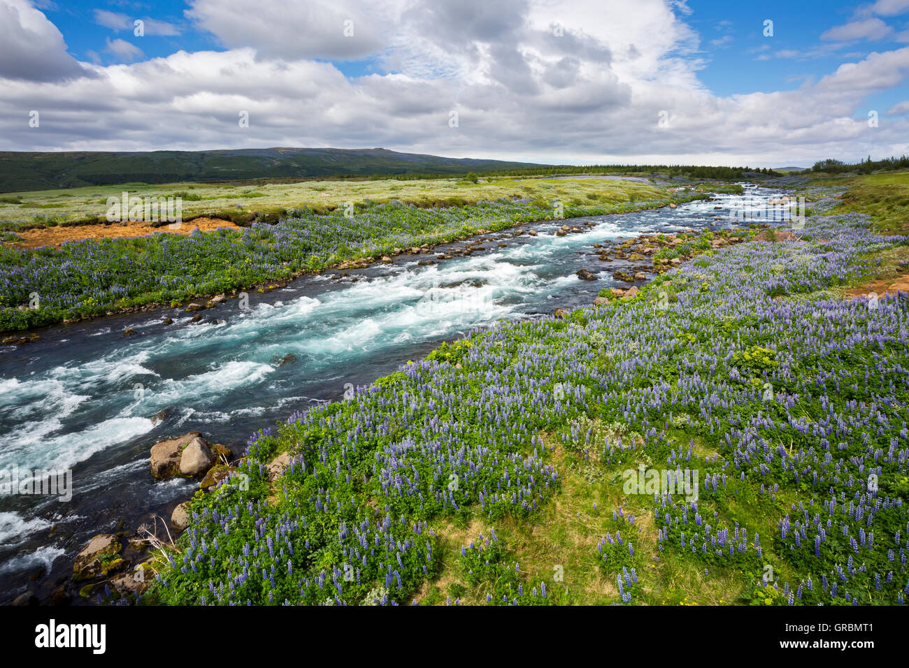 I lupini accanto al fiume vicino Tungufljot Bryggja, Islanda, nel sud-ovest dell'Islanda, Golden Circle Tour, lupino in Alaska, viola nootka Foto Stock